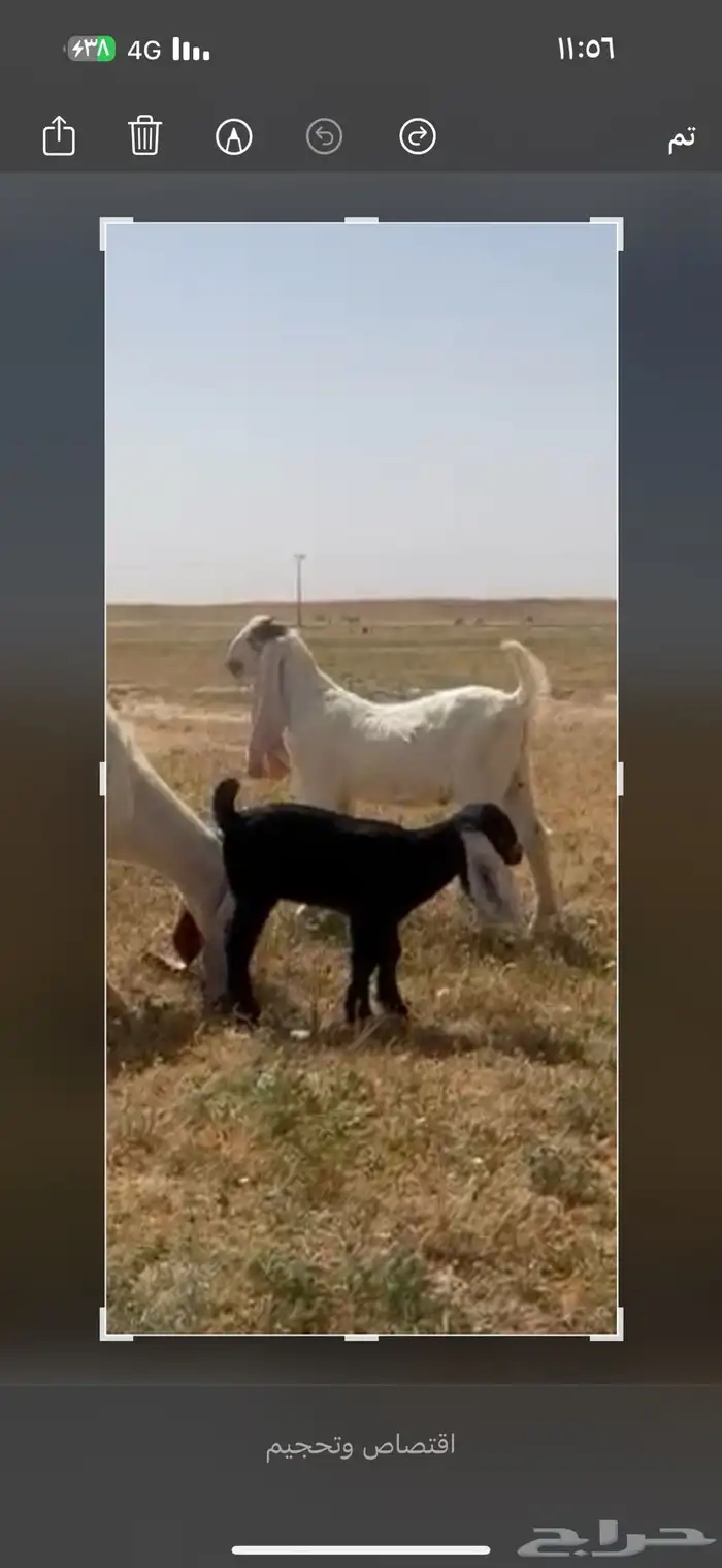 للبيع تيس مشروع فحل خصم ومعرف تعريف قوي 9