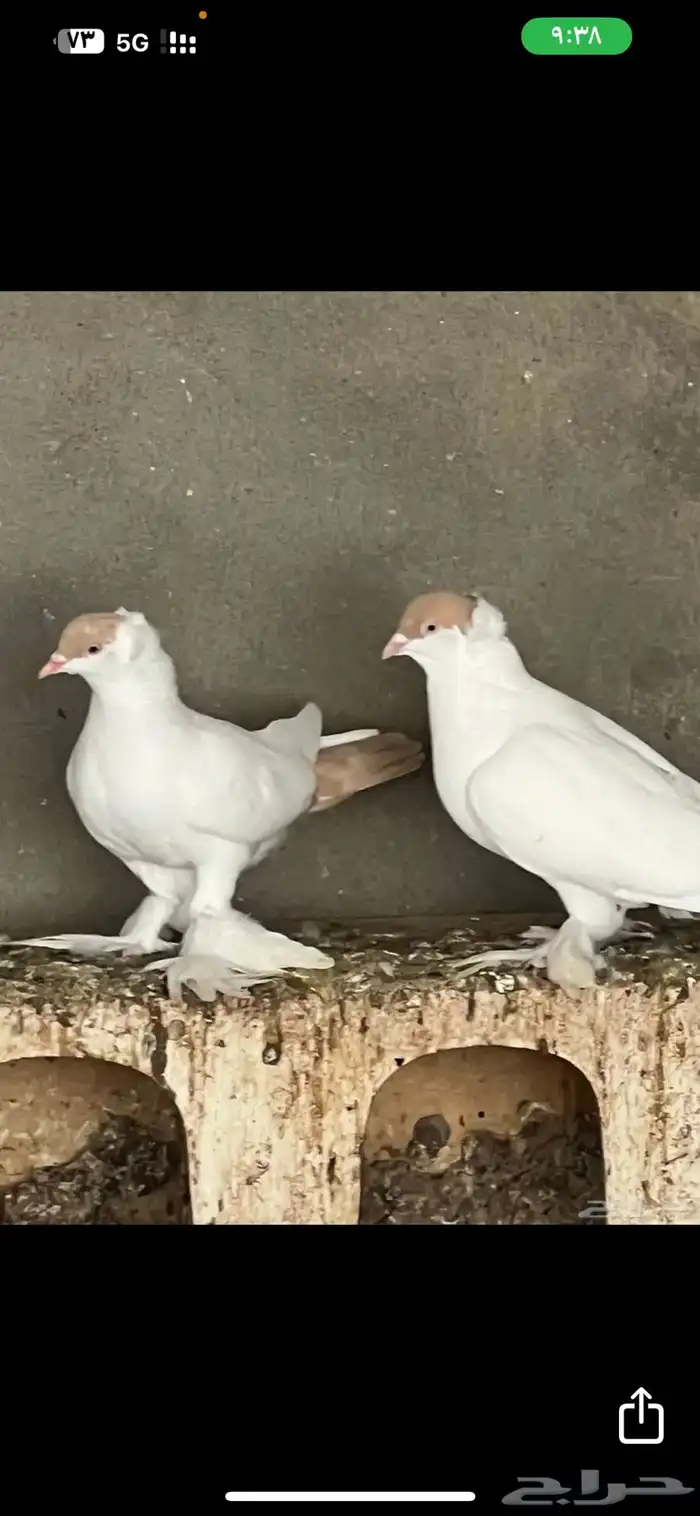 مكة ولي العهد 0