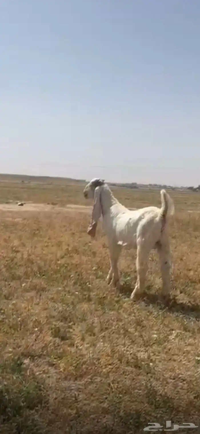 للبيع تيس مشروع فحل خصم ومعرف تعريف قوي 11