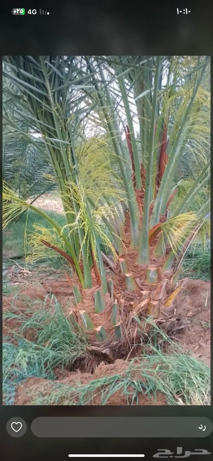يوجد لدينا نخل للبيع مثمر جميع أنواعه 0