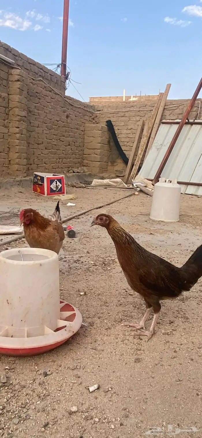 دجاج بلدي ترثه 9