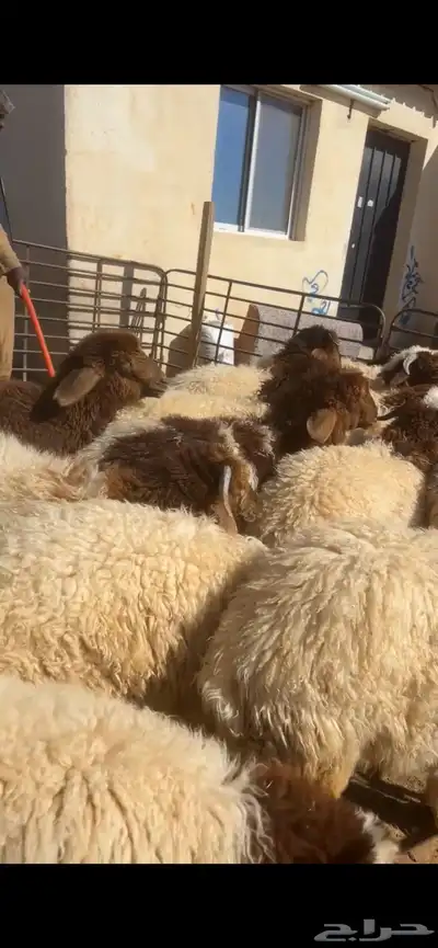 ذبائح بلدي والتوصيل 3