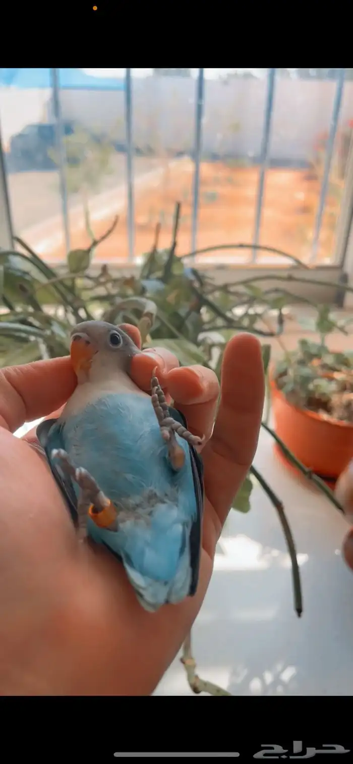 فروخ فيشر هدد غر 0