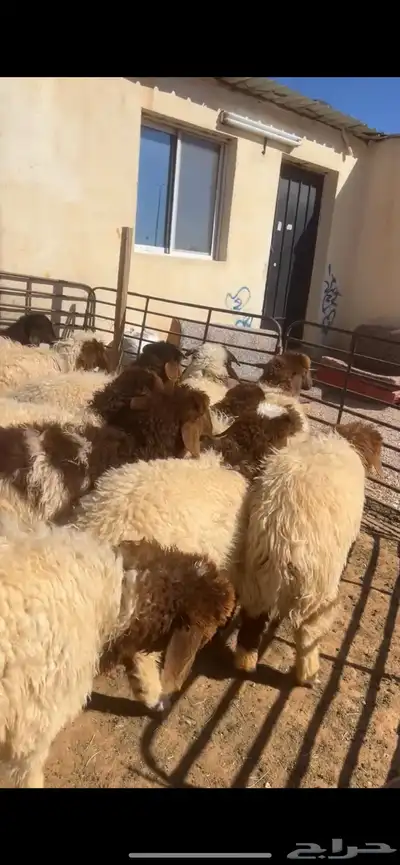 ذبائح بلدي والتوصيل 4