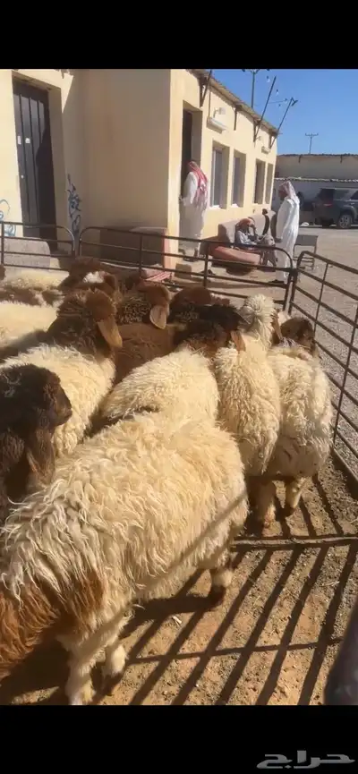 ذبائح بلدي والتوصيل 0