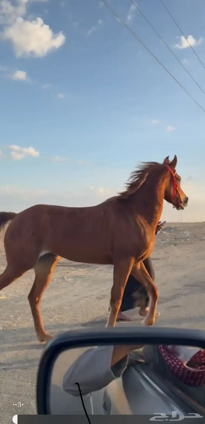 فرس شعبيه 1