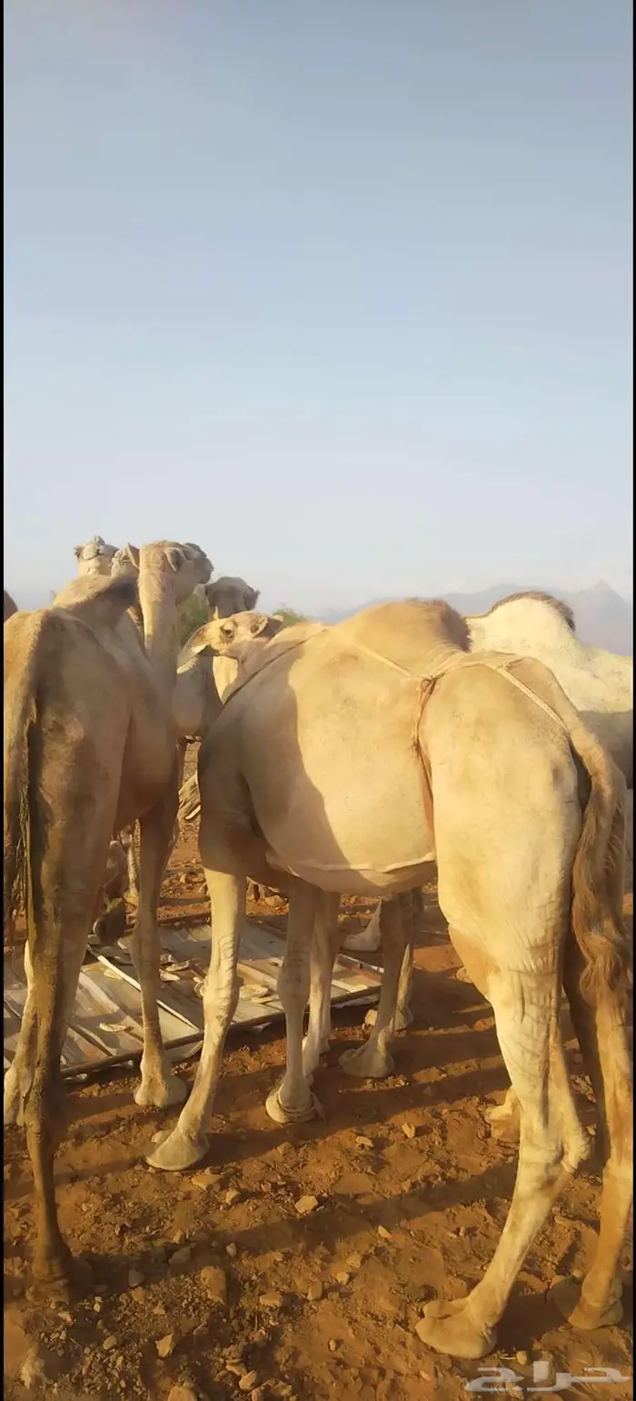 ابل نياق للبيع 6