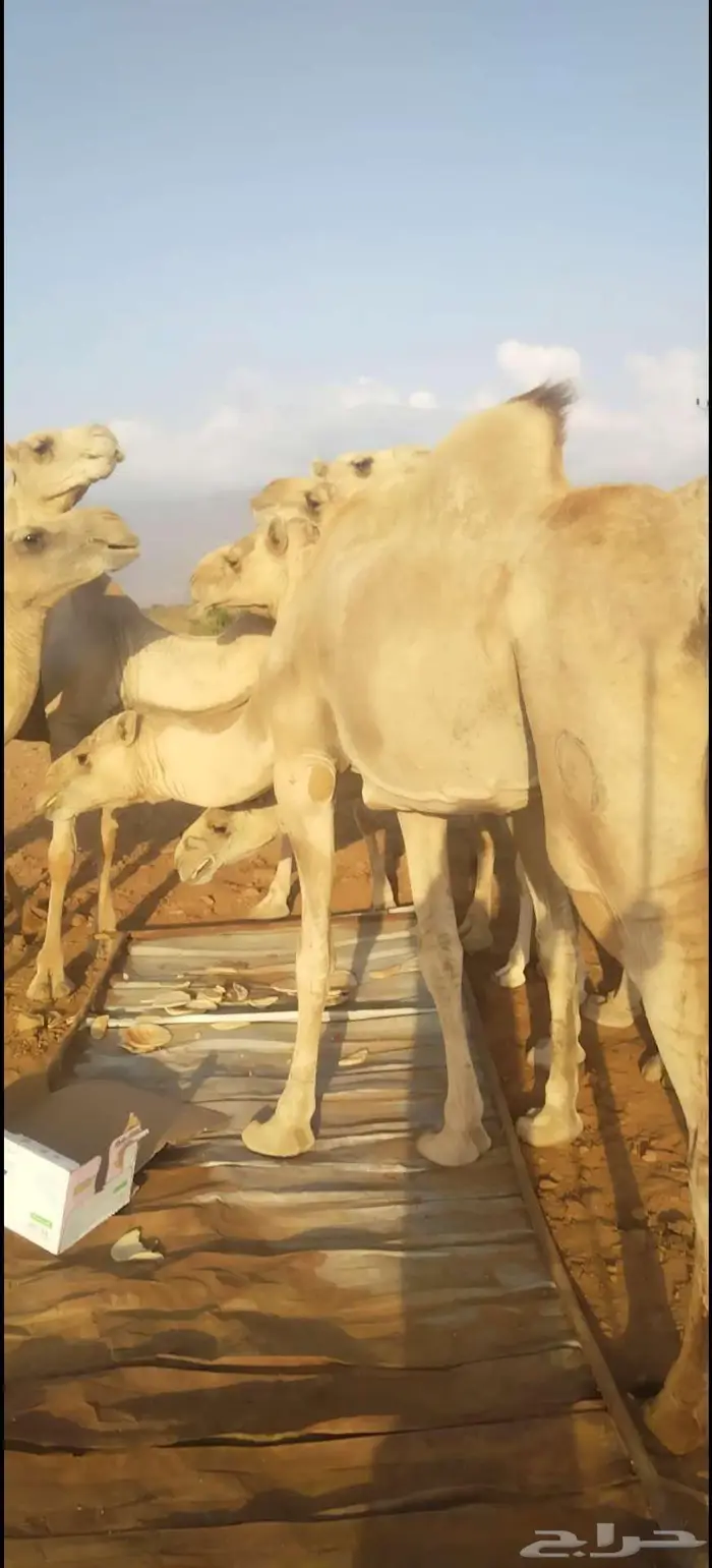 ابل نياق للبيع 4