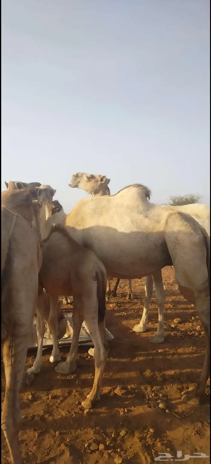 ابل نياق للبيع 2