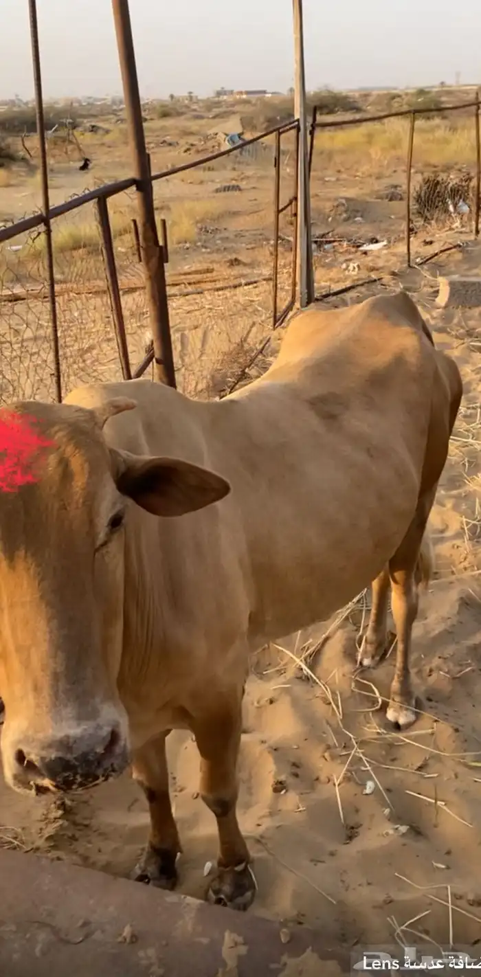 الموقع   القنفدة حلي 2