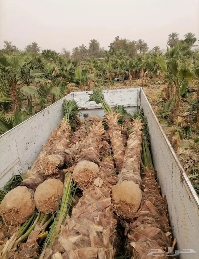 نخل واشنطن 3