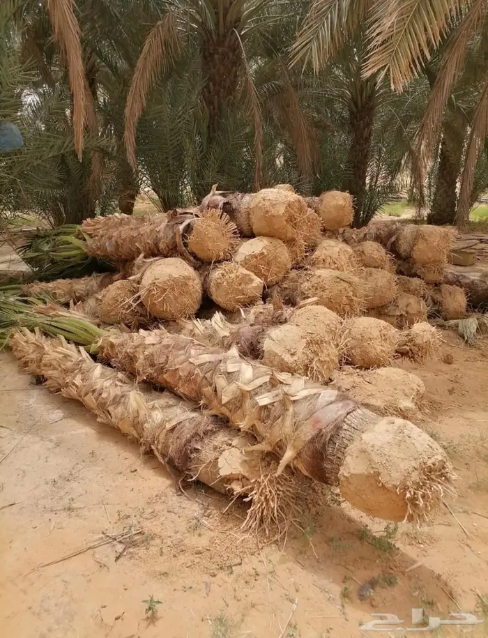 نخل واشنطن 2