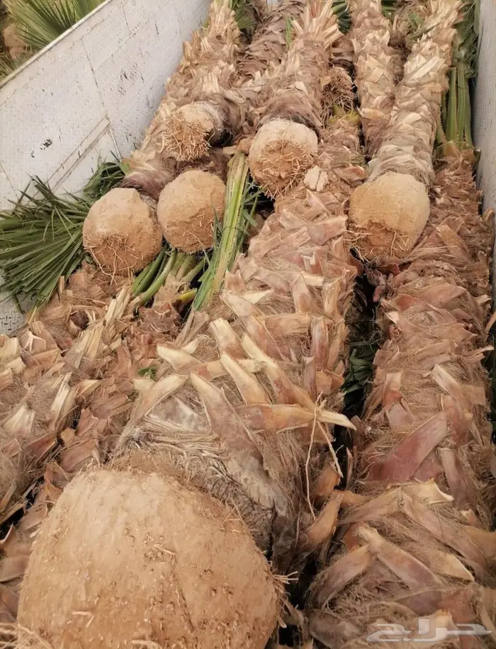 نخل واشنطن 1