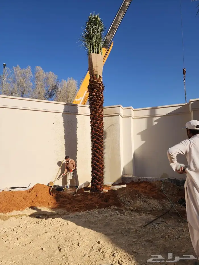 نخل عربي نخل مثمر نخل للبيع 9