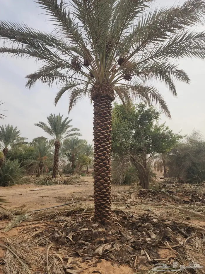 نخل عربي نخل مثمر نخل للبيع 1