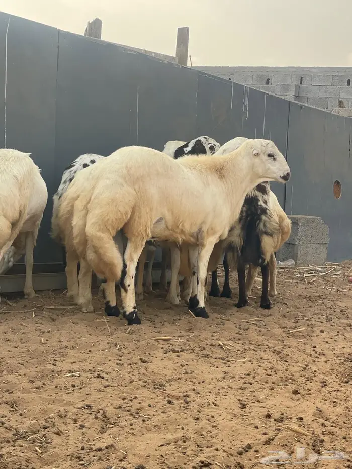 ذبائح عيد الاضحى 1