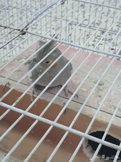 زوج كروان 3