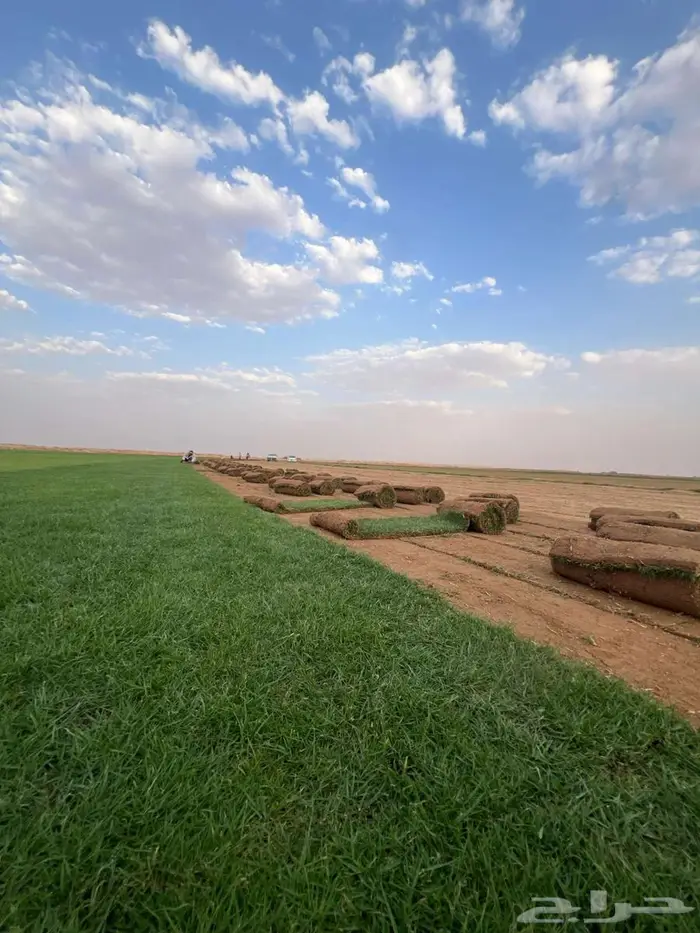 ثيل سي الفين درجه اولى 10