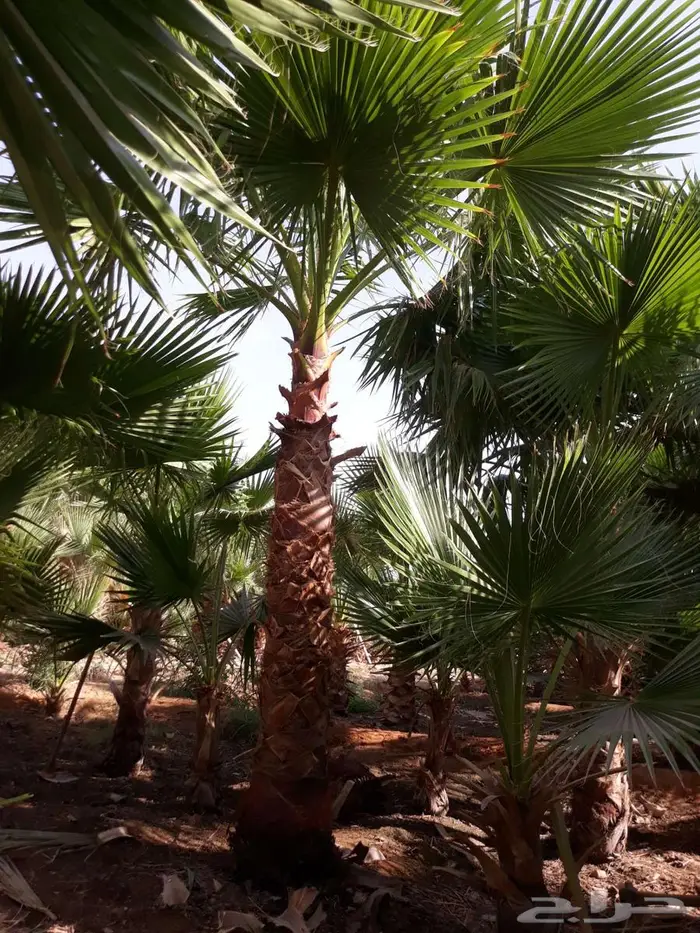 انخل واشنطن زينه الي جميع مناطق المملكه 7