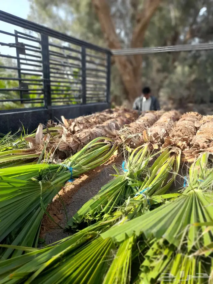 انخل واشنطن زينه الي جميع مناطق المملكه 3