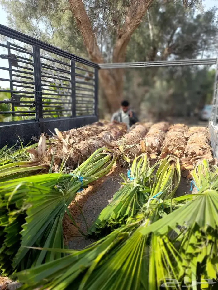 انخل واشنطن زينه الي جميع مناطق المملكه 2
