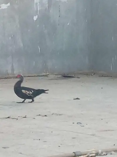 بطه بدون فروخ للبيع سمح 0