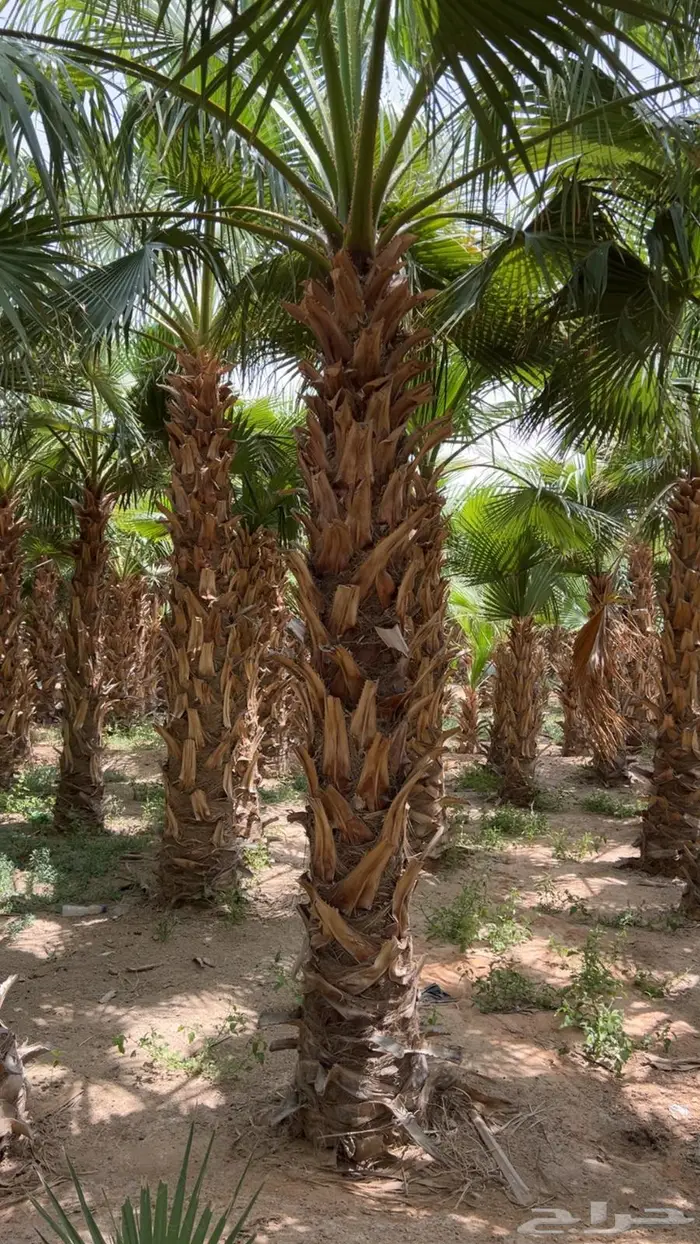 نخل واشنطن 8