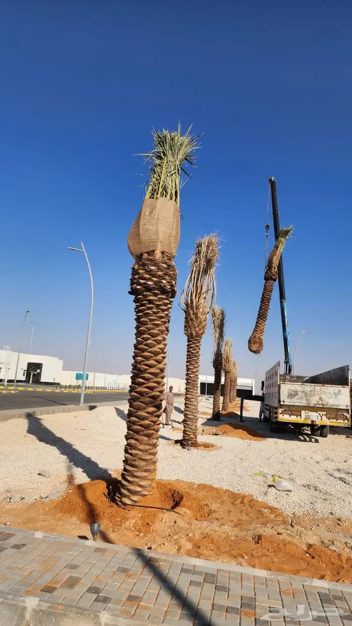 نخل عربي نخل مثمر نخل للبيع 8