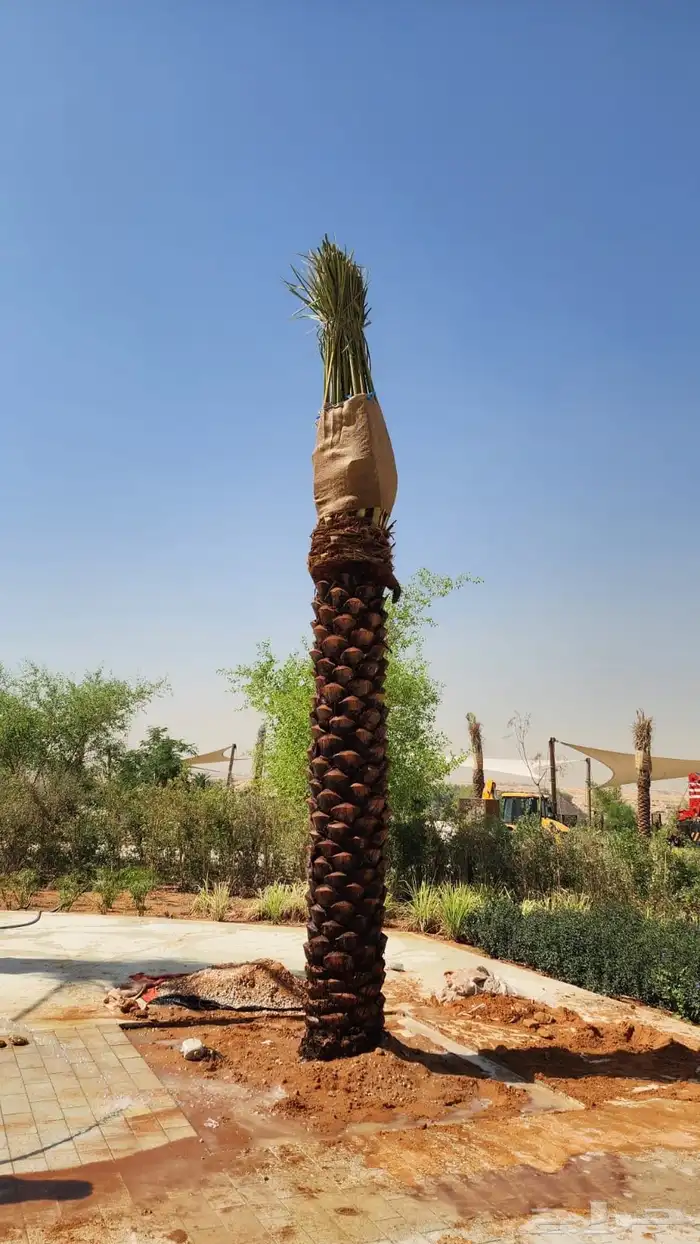 نخل عربي نخل مثمر نخل للبيع 0
