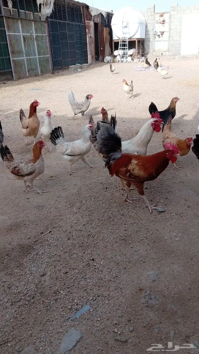تم البيع 1