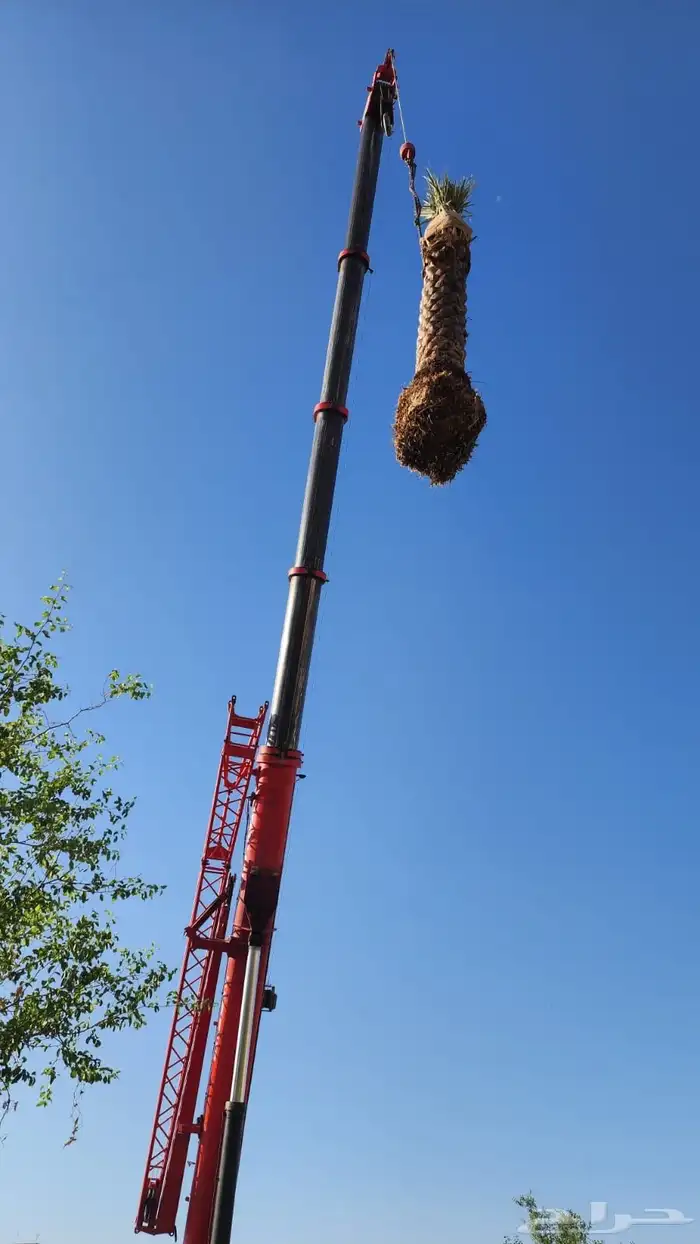 نخل عربي نخل مثمر نخل للبيع 5