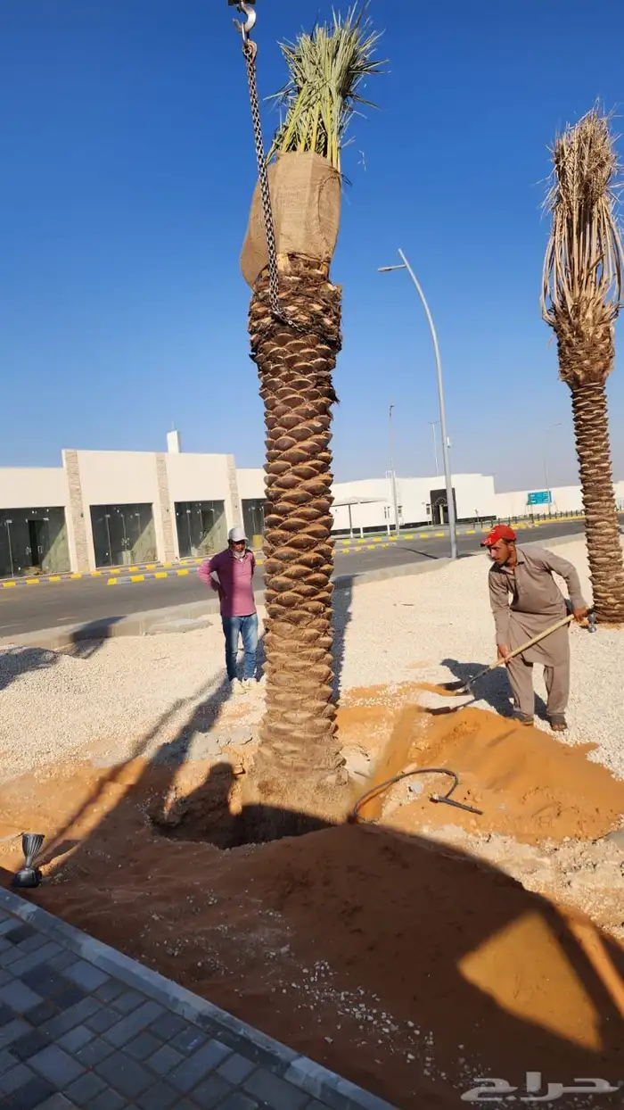 نخل عربي نخل مثمر نخل للبيع 7