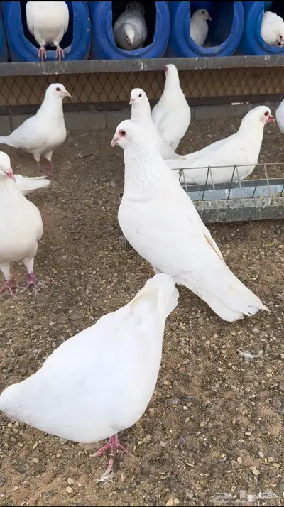 حمام فرنسي ملكي 0