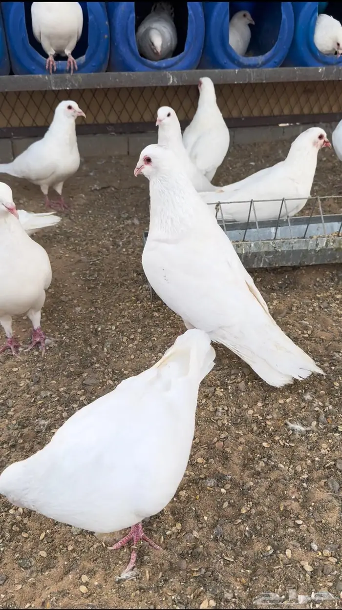 حمام فرنسي ملكي 0