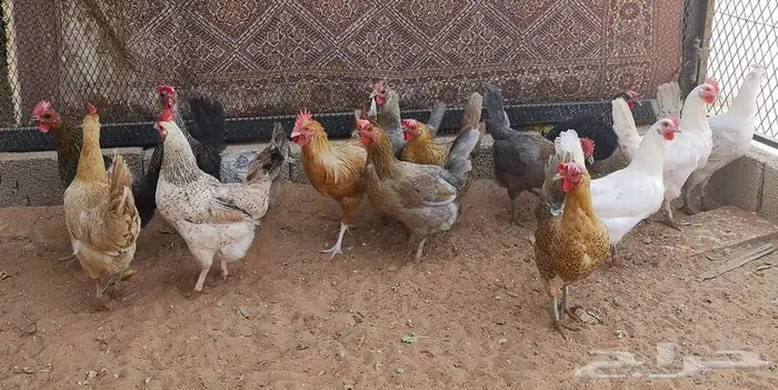 دجاج بياض فيومي على بلدي 0