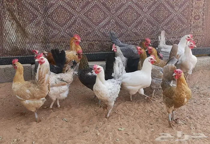 دجاج بياض فيومي على بلدي 1