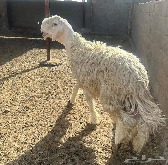 للبيع فحل عيسي الدوادمي تم البيع 0