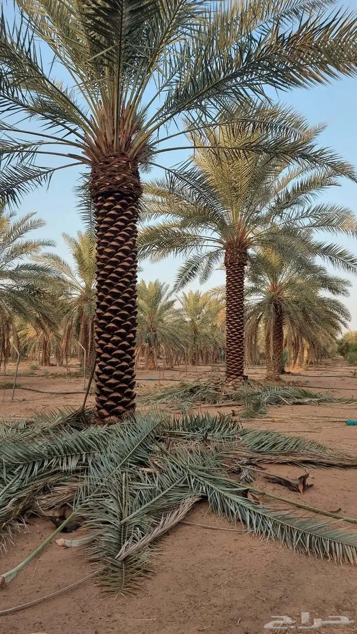 نخل عربي نخل مثمر نخل للبيع 9