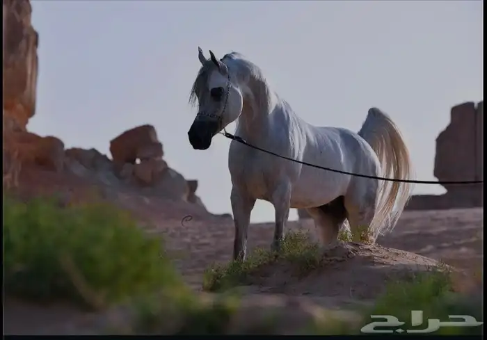 مهر واهو فاخر 4