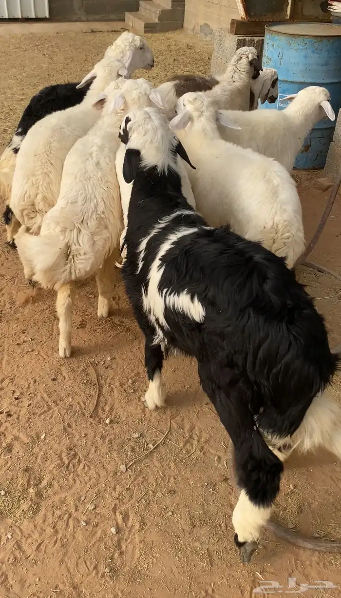 ذبايح حريات ونجدي الخرج 0