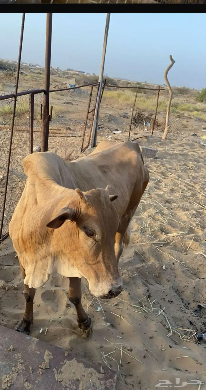 الموقع   القنفدة حلي 3