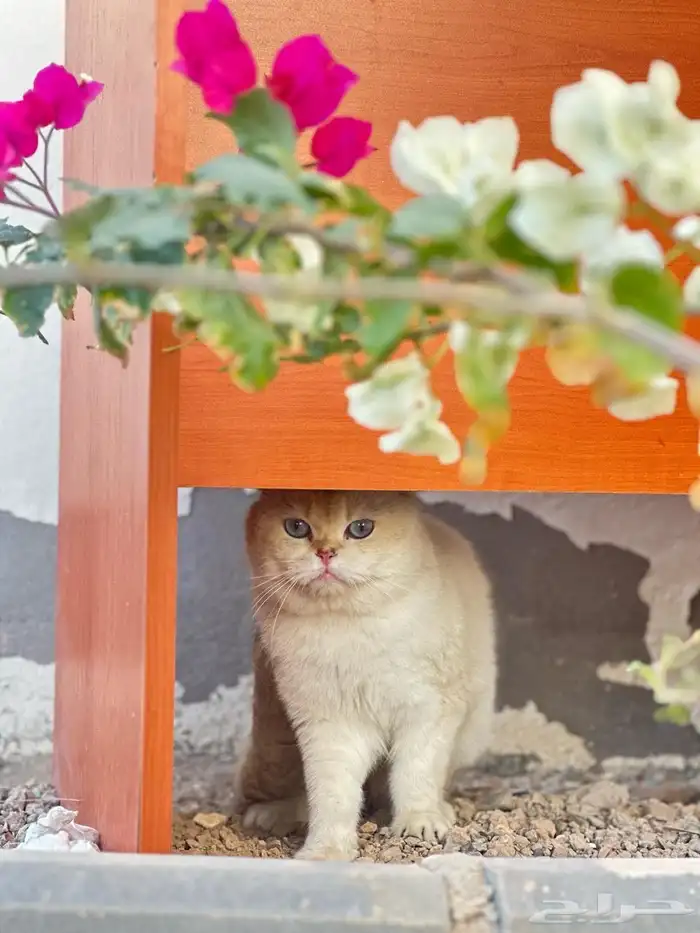 للتزاوج سكوتش بيور مسجل 7