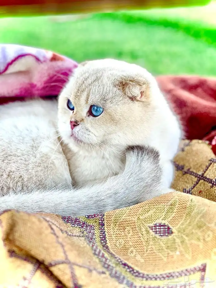 للتزاوج سكوتش بيور مسجل 1