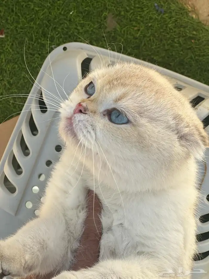 للتزاوج سكوتش بيور مسجل 3