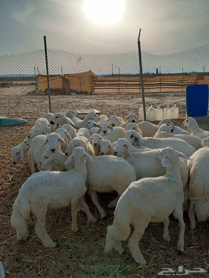 ذبايح طليان ورخال حريات 0