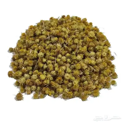 شجيرة العرفج البرية بذور 1