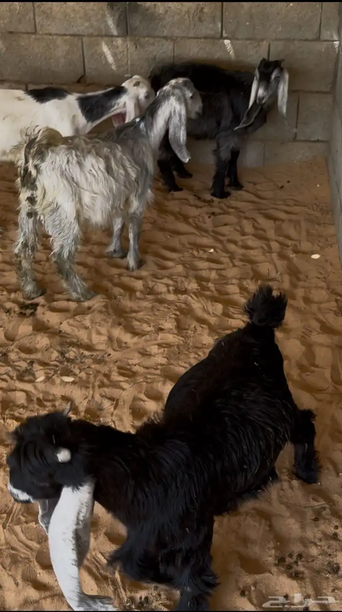 للبيع تيوس 1