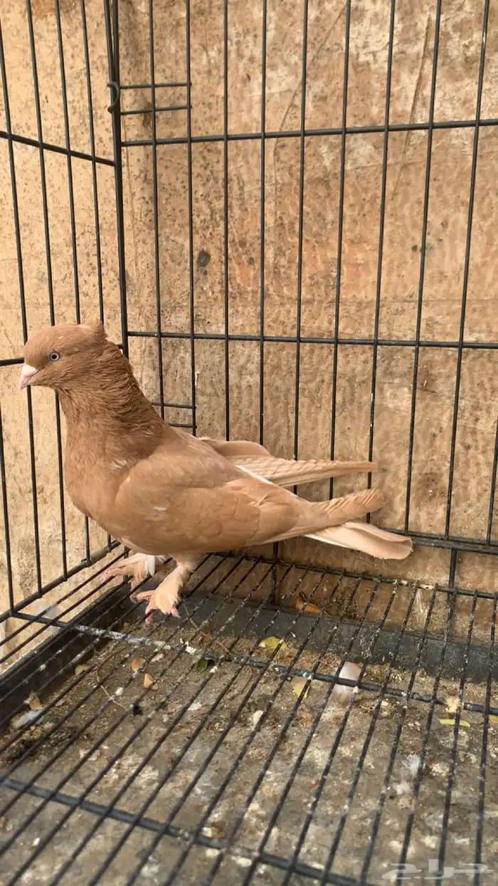حمام ايراني 1