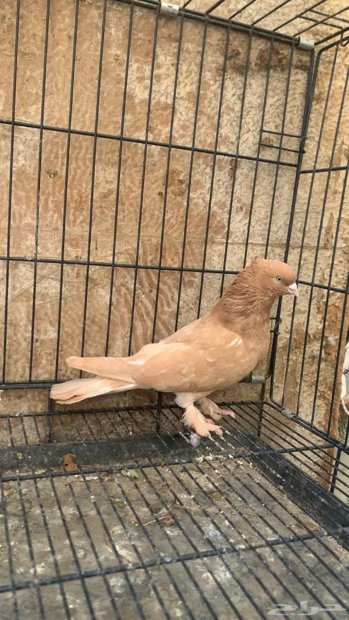 حمام ايراني 0