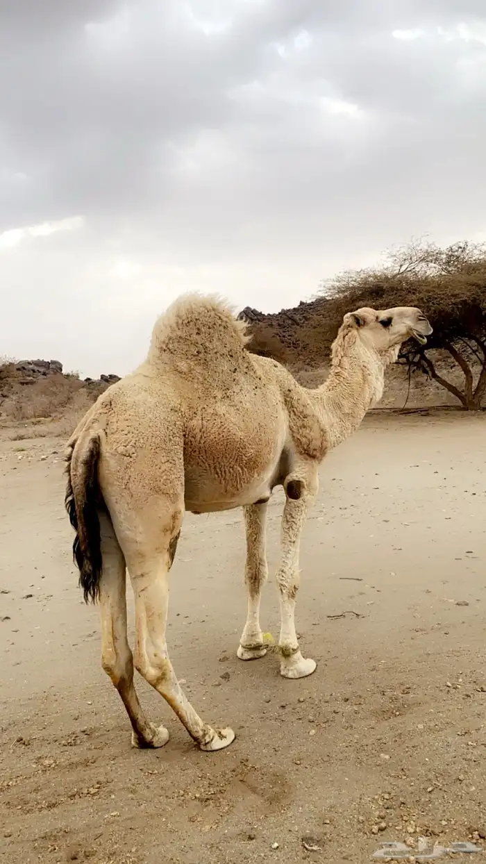 بعير فحل ثني 0